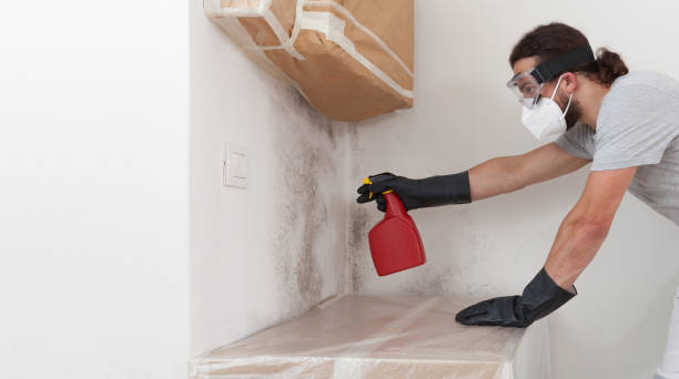 Basement Mold Remediation treatment on basement walls in Bridgman